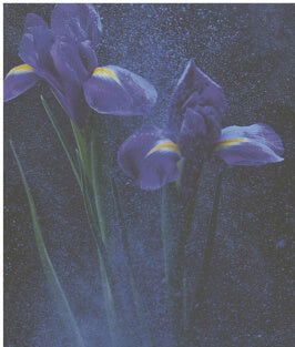 Spring Flower